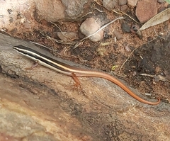 Morethia ruficauda ruficauda