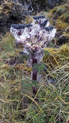Hymenidium amabile