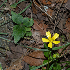 Ranunculus sierrae-orientalis