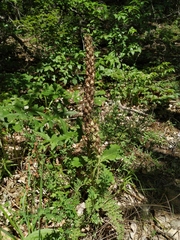 Pedicularis sibthorpii