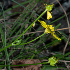 Ranunculus sierrae-orientalis