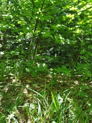 Carex flacca serrulata