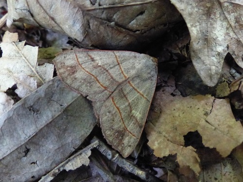 Red-lined Panopoda Moth photo 6