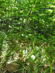 Carex flacca serrulata