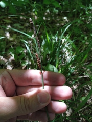 Carex flacca serrulata