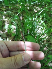 Carex flacca serrulata