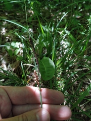 Carex flacca serrulata