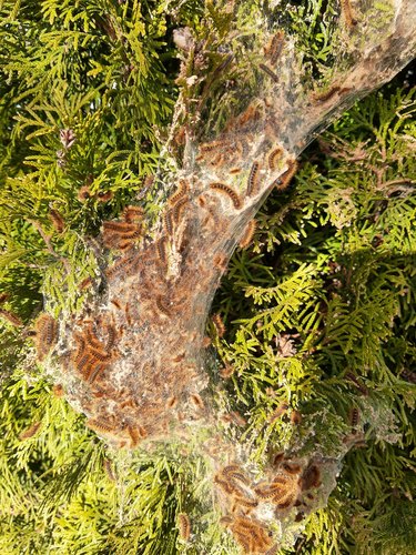 Silver-spotted Tiger Moth