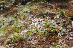 Leontopodium jacotianum