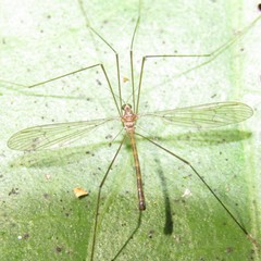 Limnophilella delicatula