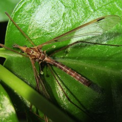 Leptotarsus elongatus