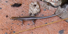 Cryptoblepharus virgatus