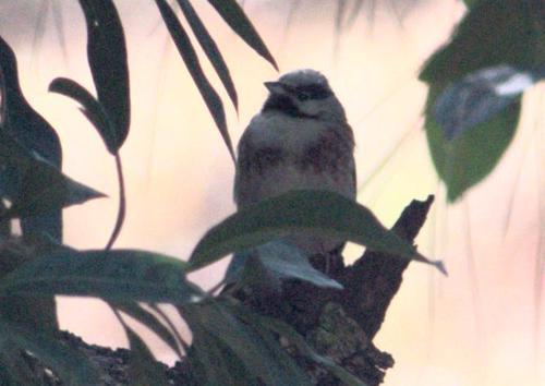 White-capped Bunting (Emberiza stewarti), photo 5