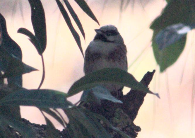 White-capped Bunting