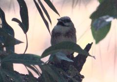 Emberiza stewarti