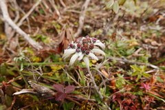 Leontopodium jacotianum