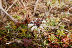 Leontopodium jacotianum