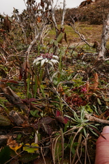 Leontopodium jacotianum
