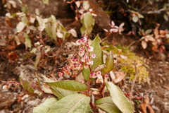 Koenigia campanulata