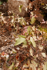 Koenigia campanulata