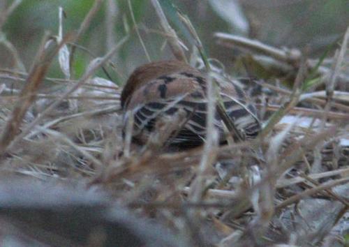 Russet Sparrow (Passer cinnamomeus), photo 8