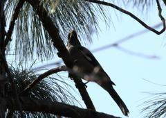 Garrulus lanceolatus