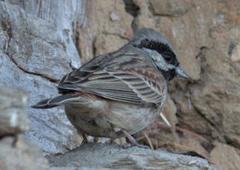 Emberiza stewarti