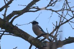 Garrulus lanceolatus