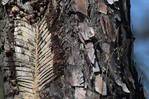 Chir pine (Pinus roxburghii)