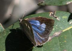 Arhopala dodonaea