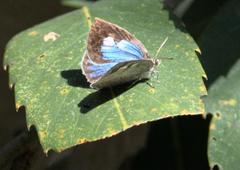 Arhopala dodonaea
