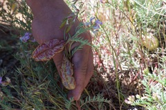 Astragalus whitneyi
