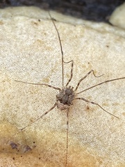 Leiobunum ventricosum