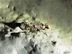 Amydria margoriella