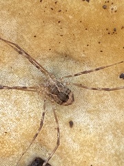 Leiobunum ventricosum