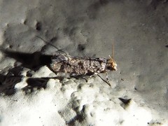 Amydria margoriella