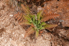 Meconopsis napaulensis