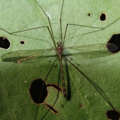 Limnophilella delicatula