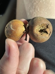 Disholcaspis pruniformis