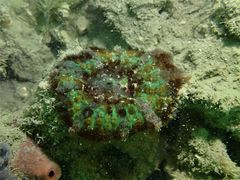 Rhodactis bryoides