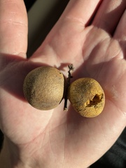 Disholcaspis pruniformis