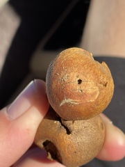 Disholcaspis pruniformis