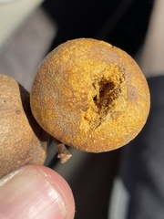 Disholcaspis pruniformis