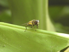 Mesembrius bengalensis