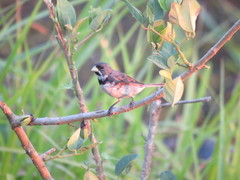 Sporophila caerulescens
