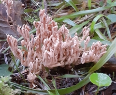Ramaria rubella