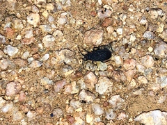 Melacoryphus rubicollis