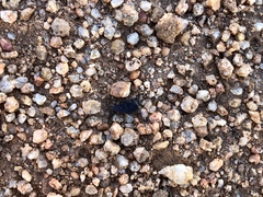 Melacoryphus rubicollis