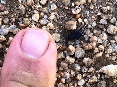 Melacoryphus rubicollis