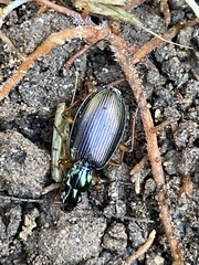 Agonum extensicolle